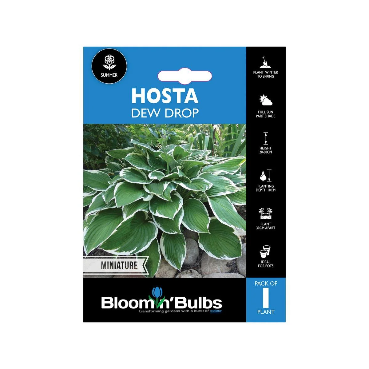 Bloomin Bulbs Hosta Dew Drop - 1 Pack - Compact Hosta Hybrid - 193mm x 130mm x 60mm - Blue-Green Leaves - Shaded Areas