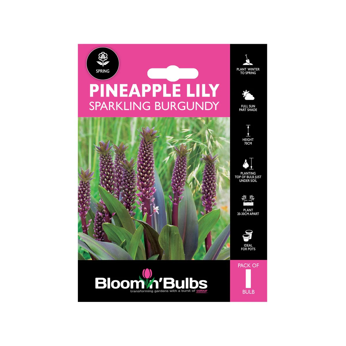 Bloomin Bulbs Pineapple Lily Sparkling Burgundy 1 Pack - 193mm x 130mm - Easy to Grow