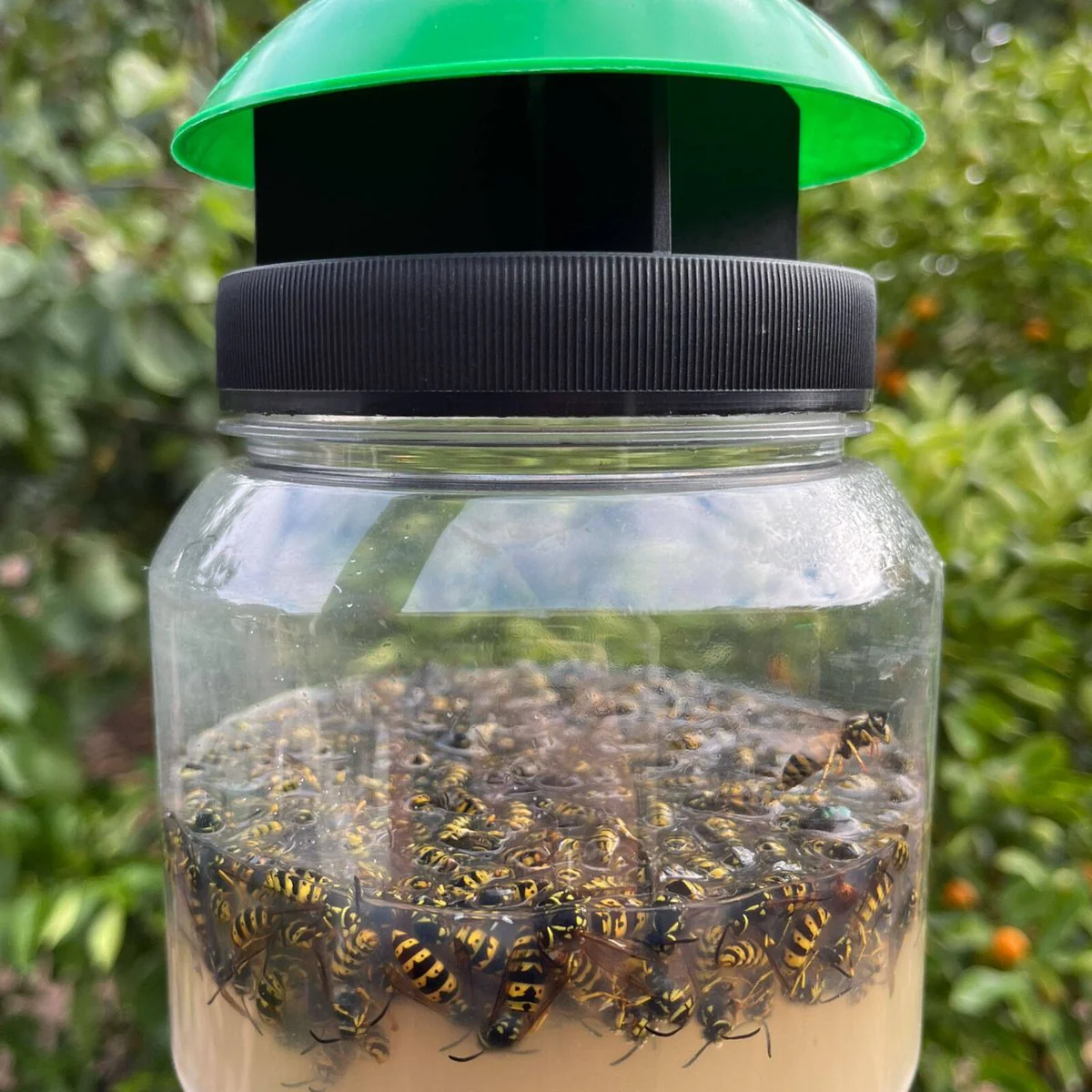 Envirosafe European Wasp Trap - 130mm x 190mm x 90mm - Non-Toxic - Rapid Activation - Image 3