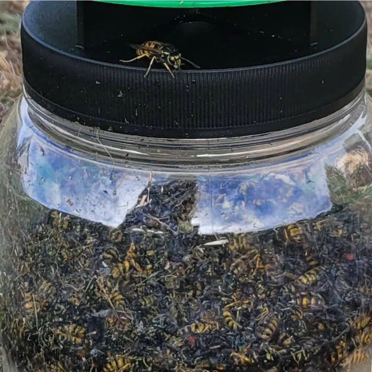Envirosafe European Wasp Trap - 130mm x 190mm x 90mm - Non-Toxic - Rapid Activation - Image 4