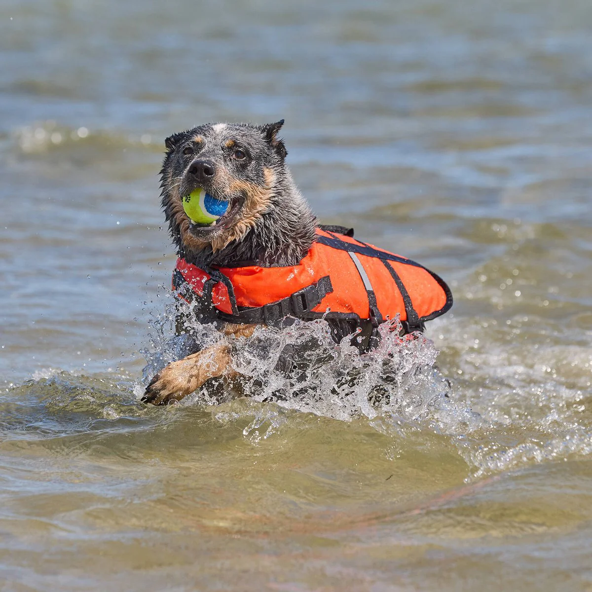 Happy Tails Small Floating Pet Vest - 200mm x 250mm - Water Safety for Small Dogs - Image 5