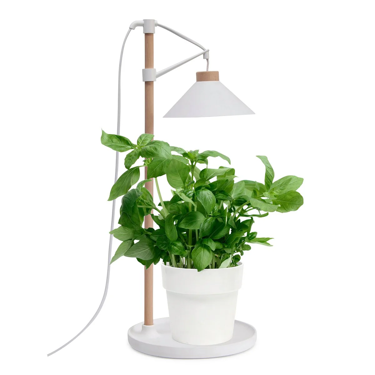 Home Grown Grow Table Lamp - 40cm - Beech Wood - Full Spectrum Light - Image 2