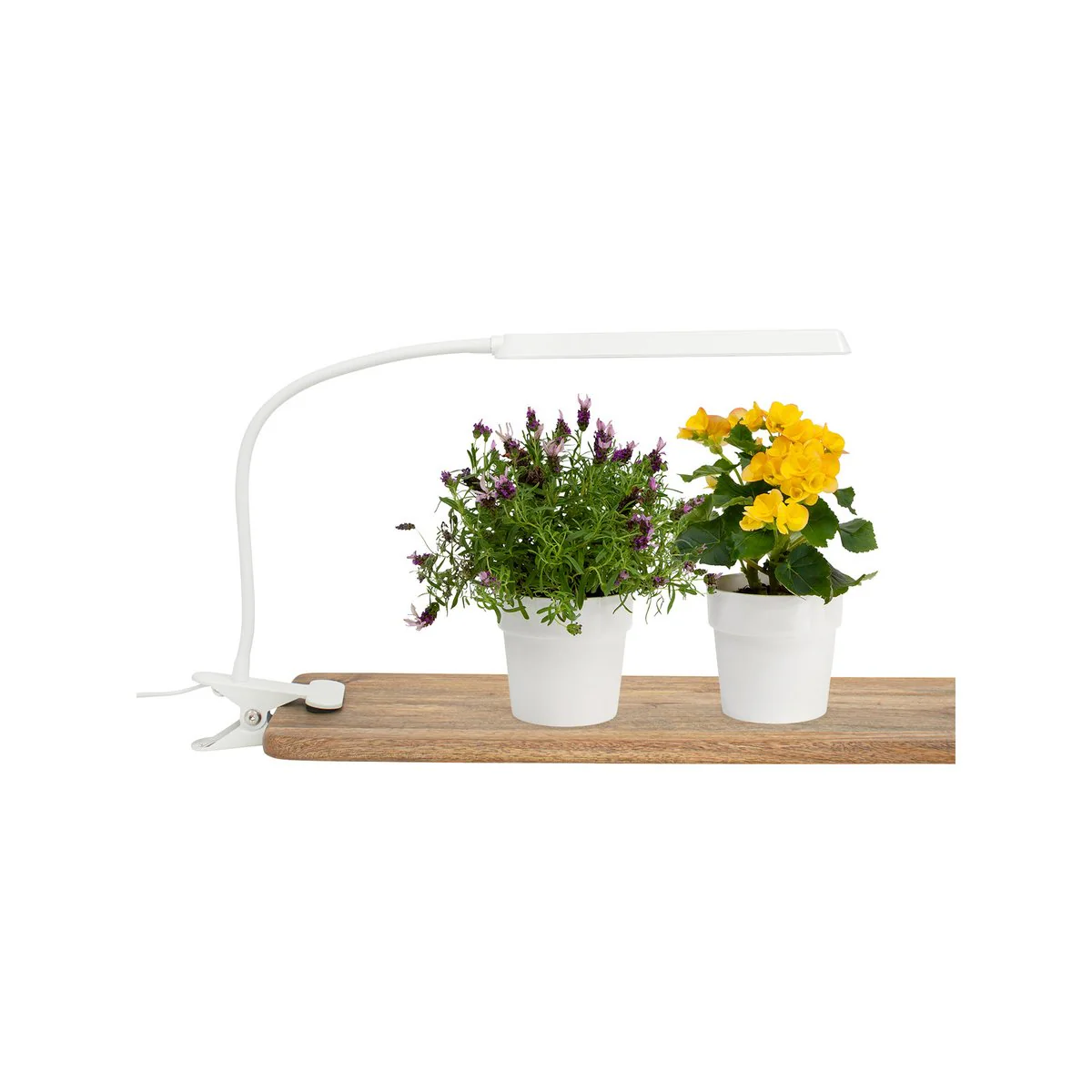 Home Grown Indoor Clip on Grow Light with Timer - 370mm - White - Adjustable Brightness - Compact Design - Image 2