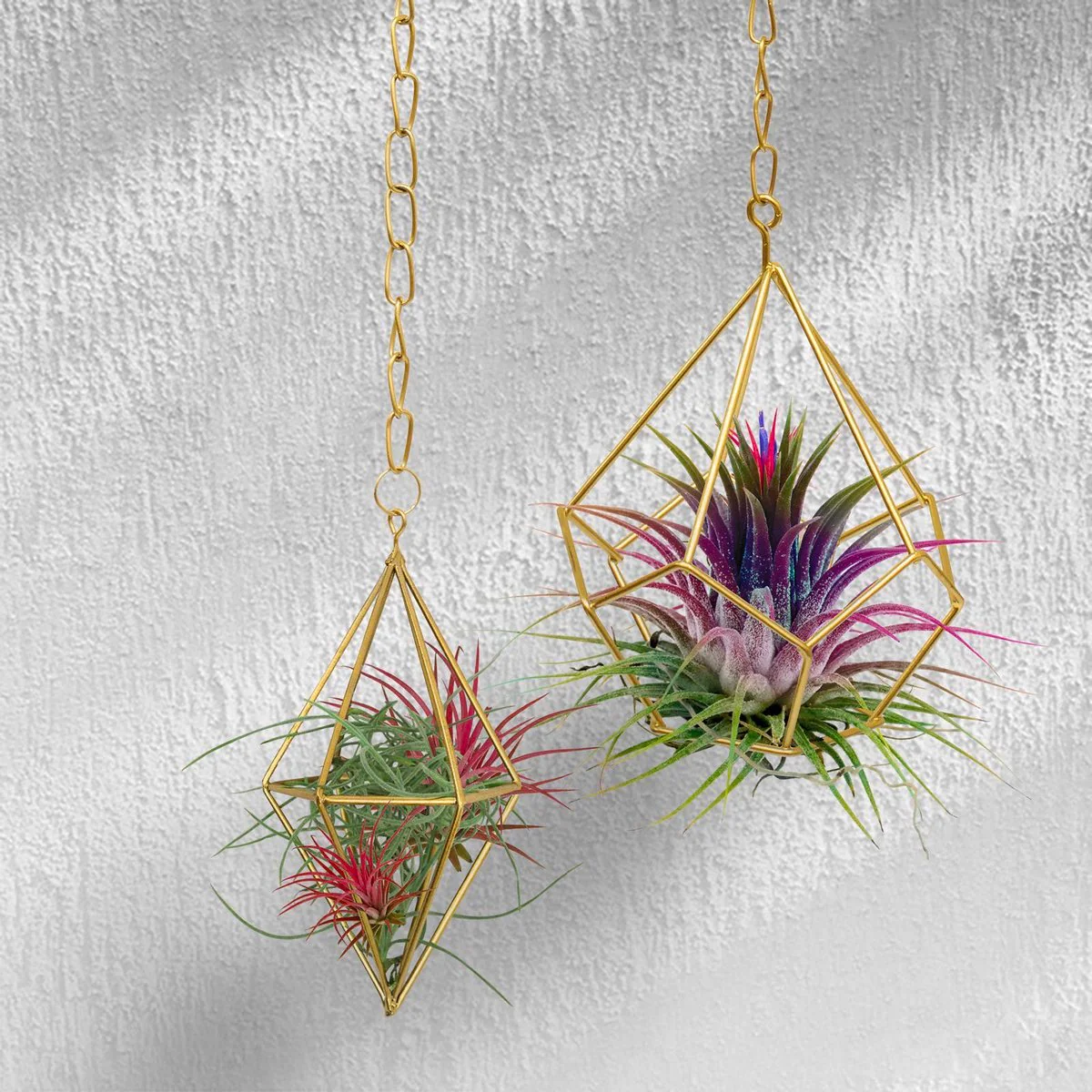 Jack Diamond Hanging Planter - 1 Pack - 65mm x 120mm - Gold - Image 2