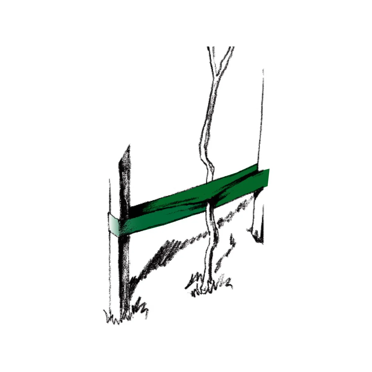 Jack Polywoven Shrub Tie - 60m Roll - Green - Supports Shrubs & Trees - Image 2