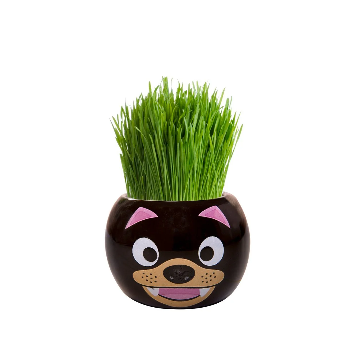 Mr Fothergill Grass Hair Kit - 60mm - Ryegrass - Fun Kids Activity - Image 2