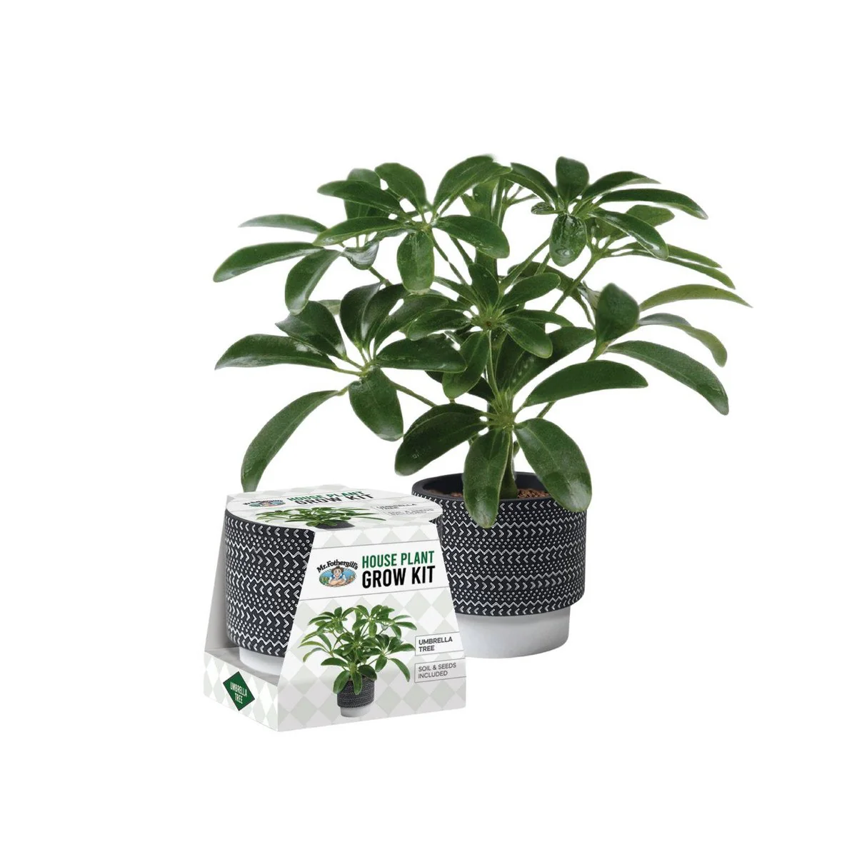 Mr Fothergill House Plant Grow Kit - Umbrella Tree - 100mm Terracotta Pot - Indoor Gardening - Image 2