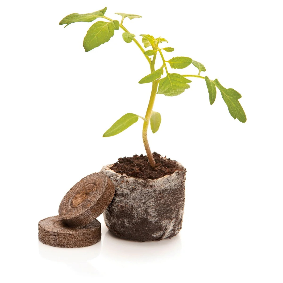 Mr Fothergill Jiffy Peat Pellets - 36mm - Compressed Peat - Seed Raising - Image 2