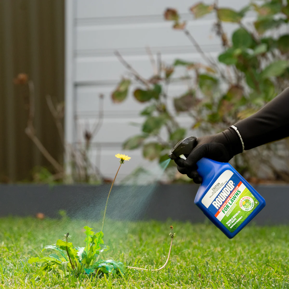 Roundup for Lawns 1L Ready to Go - Selective Weedkiller - 1L - Spot Spray - Image 5