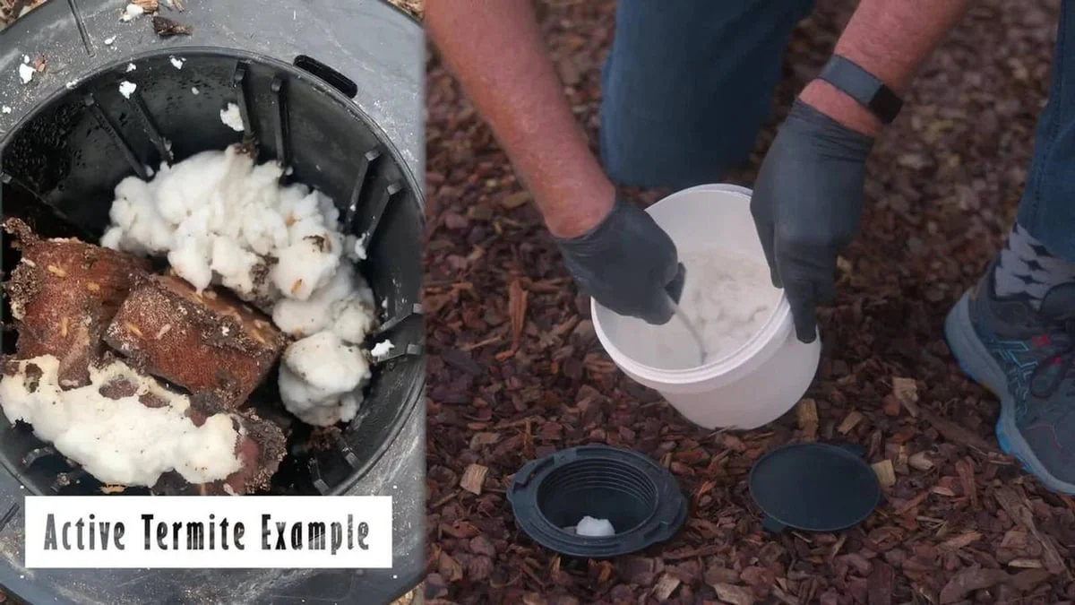 Superway 500g White Ant Termite Bait - DIY Subterranean Termite Eradication - Image 3