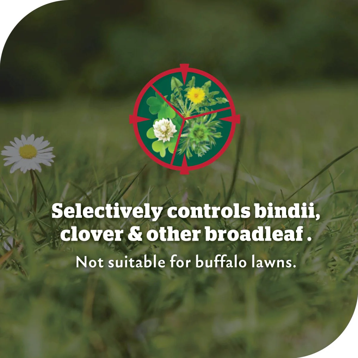 Yates Bindii and Clover Weedkiller - 500ml - Liquid - Broad Spectrum - Image 3
