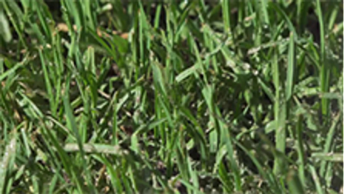 Yates Buffalopro Hose on Lawn Weed Killer 4L - Liquid - 200m² Coverage - Image 4