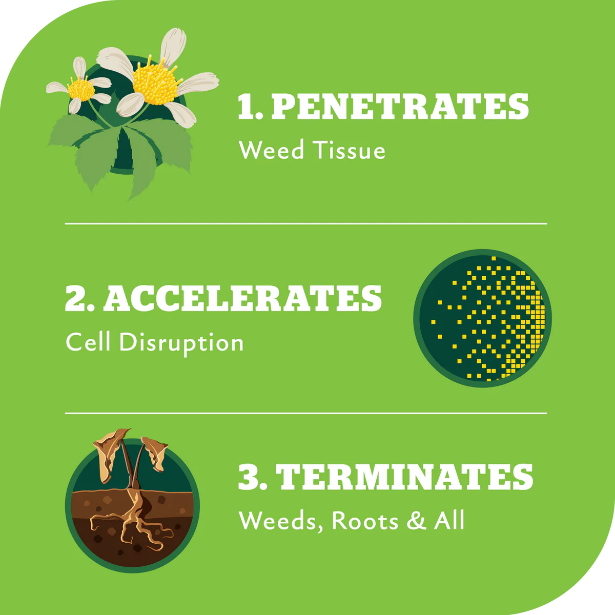 Yates Zero Ready to Use Triple Strike Garden Weedkiller 1L - Glyphosate-Free - Systemic Action - Fast Results - Image 3